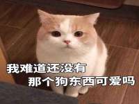 苏州菁若繁花贸易有限公司