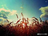 苏州菁若繁花贸易有限公司