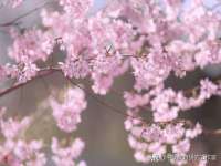 苏州菁若繁花贸易有限公司