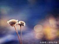 苏州菁若繁花贸易有限公司