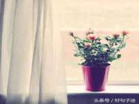 苏州菁若繁花贸易有限公司