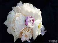 苏州菁若繁花贸易有限公司