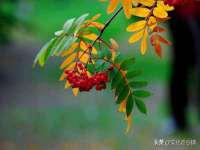 苏州菁若繁花贸易有限公司
