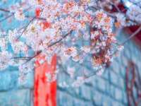 苏州菁若繁花贸易有限公司