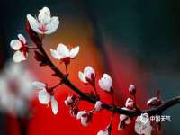苏州菁若繁花贸易有限公司