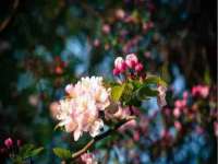 苏州菁若繁花贸易有限公司