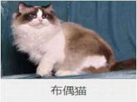 苏州菁若繁花贸易有限公司