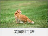 苏州菁若繁花贸易有限公司