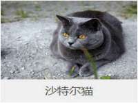 苏州菁若繁花贸易有限公司