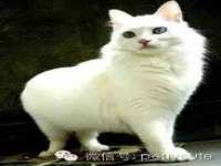 苏州菁若繁花贸易有限公司
