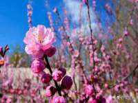 苏州菁若繁花贸易有限公司