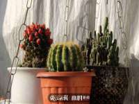 苏州菁若繁花贸易有限公司