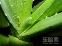 苏州菁若繁花贸易有限公司
