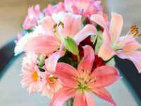 苏州菁若繁花贸易有限公司
