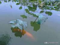 苏州菁若繁花贸易有限公司