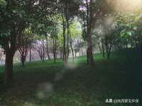 苏州菁若繁花贸易有限公司