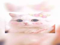 苏州菁若繁花贸易有限公司