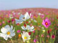 苏州菁若繁花贸易有限公司