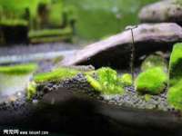 苏州菁若繁花贸易有限公司