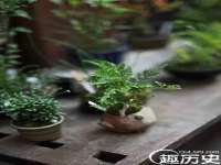 苏州菁若繁花贸易有限公司