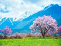 苏州菁若繁花贸易有限公司