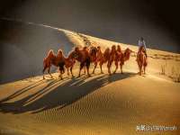 苏州菁若繁花贸易有限公司