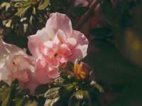苏州菁若繁花贸易有限公司