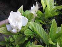 苏州菁若繁花贸易有限公司