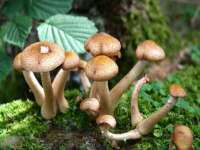 苏州菁若繁花贸易有限公司