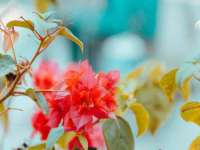苏州菁若繁花贸易有限公司
