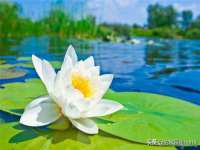 苏州菁若繁花贸易有限公司