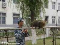 苏州菁若繁花贸易有限公司