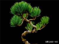 苏州菁若繁花贸易有限公司
