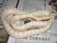 苏州菁若繁花贸易有限公司